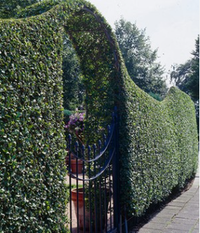 Geschnittene Hecke mit schmiedeeisernem Gartentor